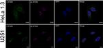 14-3-3 zeta Antibody in Immunocytochemistry (ICC/IF)