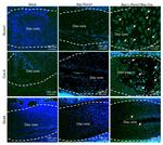 RUNX1 Antibody in Immunohistochemistry (IHC)