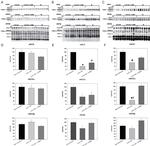 nNOS Antibody in Western Blot (WB)