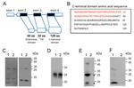 MRAP2 Antibody in Western Blot (WB)