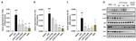 iNOS Antibody in Western Blot (WB)