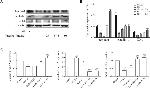 Claudin 1 Antibody in Western Blot (WB)