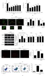 CRMP1 Antibody in Western Blot (WB)