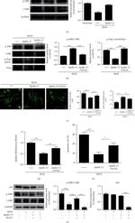 CRMP1 Antibody in Western Blot (WB)