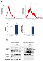 Flotillin 1 Antibody in Western Blot (WB)