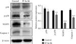 Caspase 1 Antibody in Western Blot (WB)