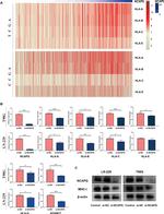 NCAPG Antibody in Western Blot (WB)