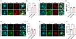 Complement C3 Antibody in Immunocytochemistry (ICC/IF)