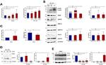 ADAM8 Antibody in Western Blot (WB)