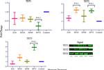 Estrogen Receptor alpha Antibody in Western Blot (WB)