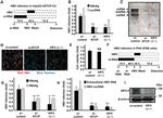 KIF4A Antibody in Western Blot (WB)