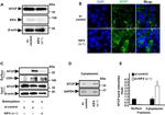 KIF4A Antibody in Western Blot (WB)