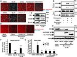 KIF4A Antibody in Western Blot (WB)