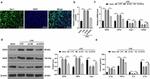 iNOS Antibody in Western Blot (WB)