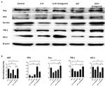 HMOX1 Antibody in Western Blot (WB)