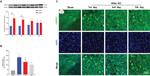 CMPK2 Antibody in Western Blot, Immunohistochemistry (WB, IHC)