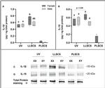 IL-1 beta Antibody in Western Blot (WB)