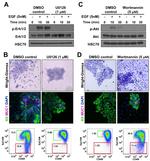 CD49f (Integrin alpha 6) Antibody in Flow Cytometry (Flow)