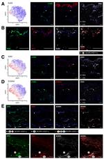 Connexin 40 Antibody in Immunohistochemistry (IHC)