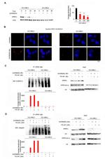 NPM1 (mutant) Antibody in Western Blot (WB)