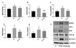 RUNX2 Antibody in Western Blot (WB)