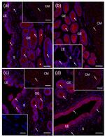 CYP27B1 Antibody in Immunohistochemistry (IHC)