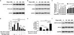 CREB Antibody in Western Blot (WB)