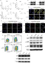 TGN46 Antibody in Immunocytochemistry (ICC/IF)