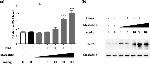 IL-37 Antibody in Western Blot (WB)