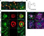 ARL8B Antibody in Immunohistochemistry (Paraffin) (IHC (P))