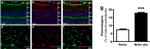 Glutamine Synthetase Antibody in Immunohistochemistry (IHC)