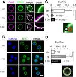 NFATC2 Antibody in Immunocytochemistry (ICC/IF)