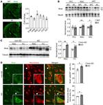 NNAT Antibody in Immunohistochemistry (IHC)