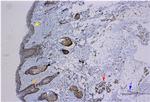 RGR Antibody in Immunohistochemistry (IHC)