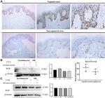 RGR Antibody in Western Blot, Immunohistochemistry (WB, IHC)