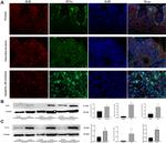 RGR Antibody in Western Blot (WB)