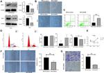 RGR Antibody in Western Blot (WB)