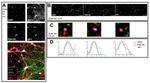 JNK3 Antibody in Immunocytochemistry (ICC/IF)