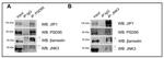 beta-Arrestin 2 Antibody in Western Blot (WB)