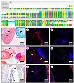 Ubiquitin B Antibody in Immunohistochemistry (IHC)