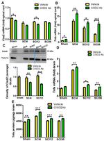 CISD2 Antibody in Western Blot (WB)