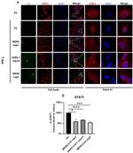 STAT1 Antibody in Immunocytochemistry (ICC/IF)