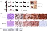 Chromogranin A Antibody in Immunohistochemistry (Paraffin) (IHC (P))