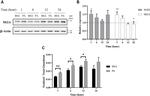 MT2A Antibody in Western Blot (WB)