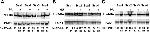 PGK1 Antibody in Western Blot (WB)