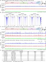 WAPL Antibody in ChIP Assay (ChIP)