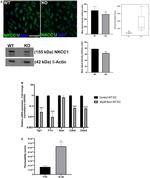 NKCC1 Antibody in Western Blot (WB)