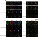 p53 Antibody in Immunocytochemistry (ICC/IF)