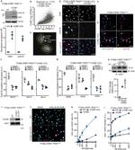 CDK1 Antibody in Western Blot (WB)