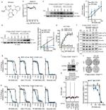 CDK1 Antibody in Western Blot (WB)